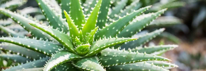 Aloe Vera Pflanze